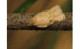 Acleris Acleris