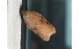 Acleris Acleris