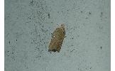 Acleris Acleris