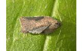 Acleris Acleris