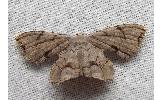 Dysaethria sp.