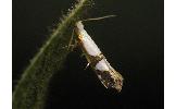 Argyresthia beta