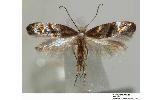 Argyresthia chamaecypariae