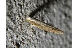 Argyresthia Argyresthia