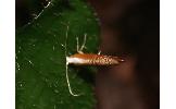 Argyresthia sp.