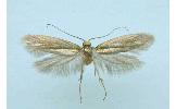 Argyresthia Argyresthia