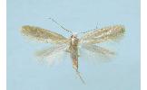 Argyresthia Argyresthia