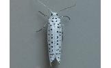 Yponomeuta polystictus
