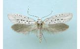Yponomeuta kanaiellus