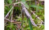 Ypsolopha Ypsolopha