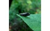 Bhadorcosma sp.