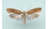 Ypsolopha Ypsolopha