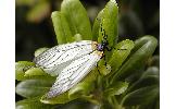 Elcysma westwoodii westwoodii