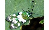 Eterusia aedea okinawana