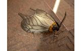 Elcysma Elcysma