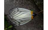 Elcysma Elcysma