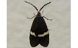 Neochalcosia remota