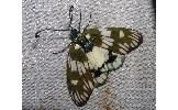 Eterusia aedea sugitanii