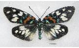 Erasmia Erasmia