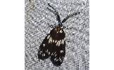 Eterusia aedea sugitanii