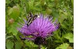 Balataea gracilis gracilis
