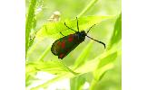 Zygaena Zygaena