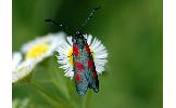 Zygaena Zygaena