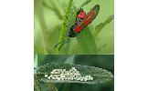 Zygaena Zygaena