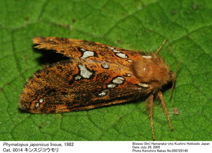 標本 Uruguay Thronistes rouxi 29mm Uruguay Thronistes rouxi 31mm O <1110z昆虫標本・カブトムシ他> 新