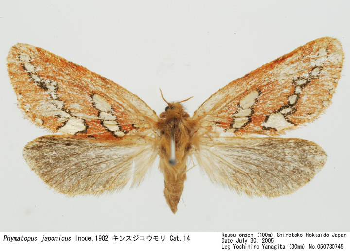 Phymatopus_japonicus_050730745.jpg