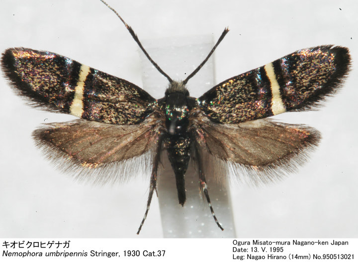 Nemophora_umbripennis_95051302