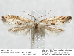Argyresthia_magna_880706024_th