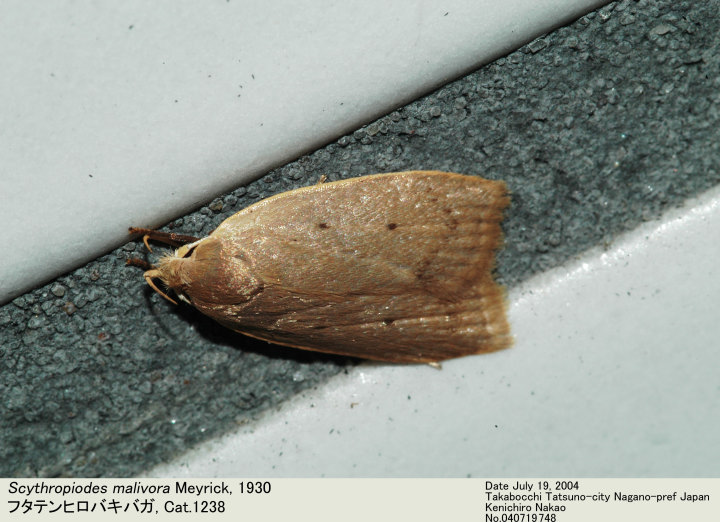 Scythropiodes_malivora_0407197