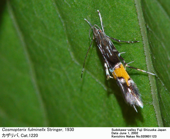 Cosmopterix_fulminellx_0206011 Cosmopterix_fulminellx_0206011