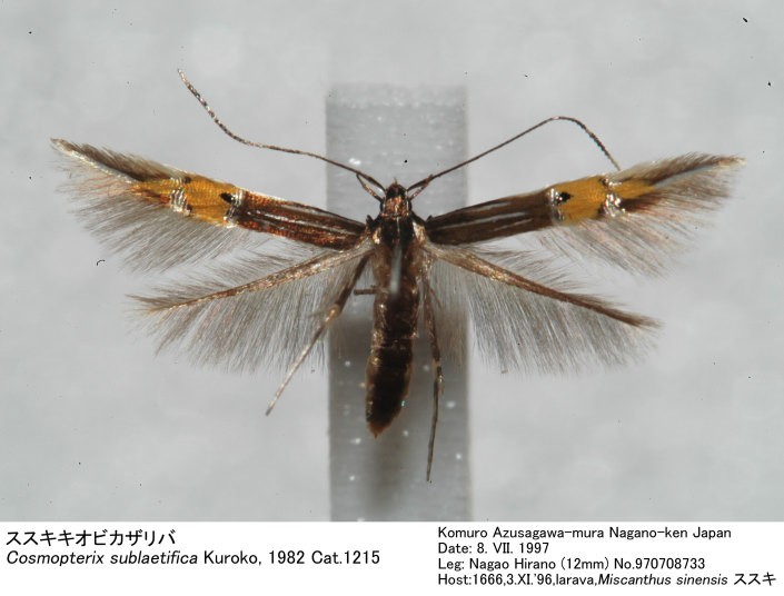 Cosmopterix_sublaetifica_97070