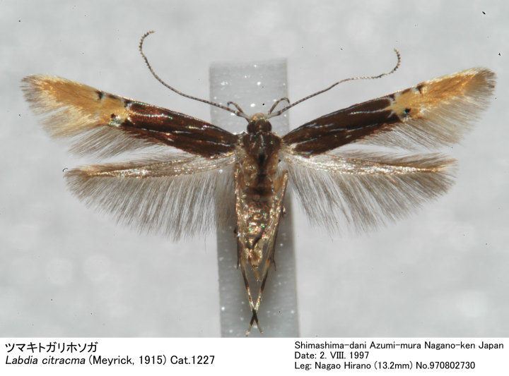 ピカソ　リトグラフ　カマキリ Labdia_citracma_970803730.jpg