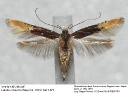 ピカソ　リトグラフ　カマキリ ツマキトガリホソガ | Labdia citracma