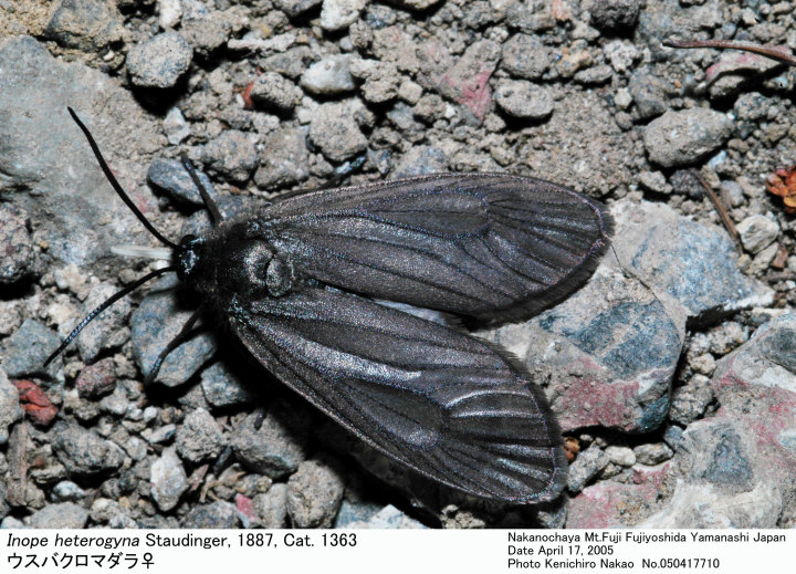 Inope_heterogyna_050417710_1.jpg