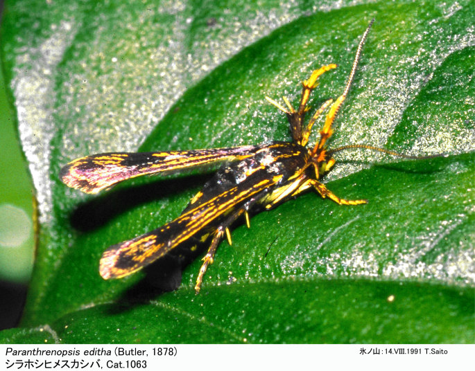 パラメヒコ Reposted from @yamabuki.iro.gc10 #ハコスカ ＃ワンダラーズ