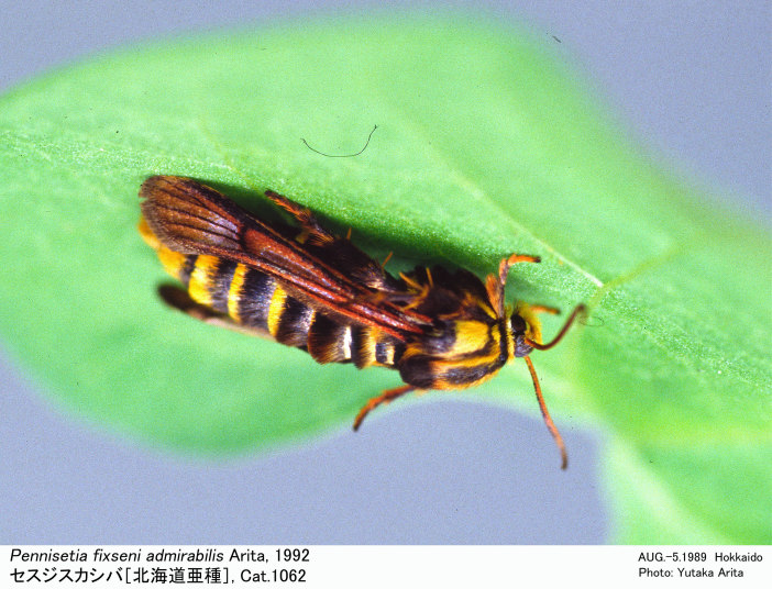 Pennisetia_fixseni_admirabilis