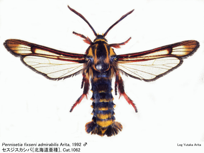 Pennisetia_fixseni_admirabilis Pennisetia_fixseni_admirabilis