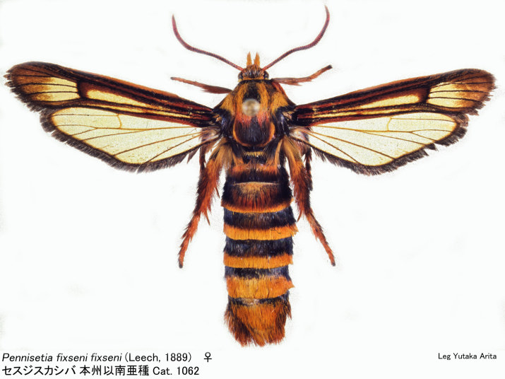 Pennisetia_fixseni_fixseni_fem