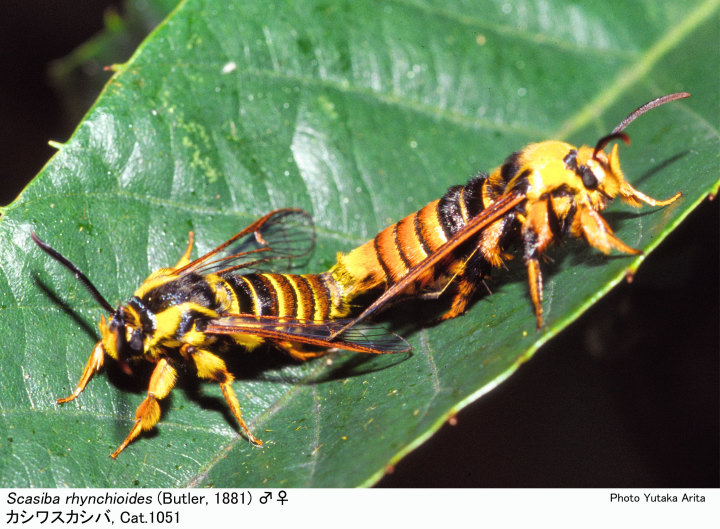スジバネウスバウスバカミキリ 標本 幼虫 スジバネウスバカミキリ 標本