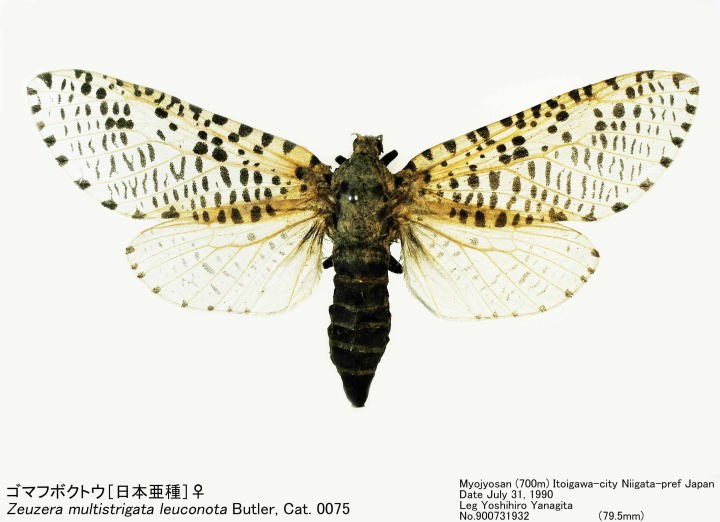 Zeuzera_multistrigata_90073193 Zeuzera_multistrigata_90073193