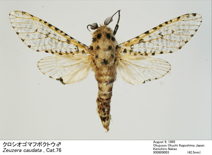 けこけこ Caudata けこけこ Caudata