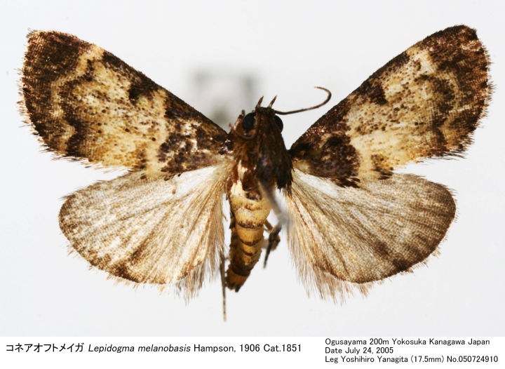 Lepidogma_melanobasis_05072491