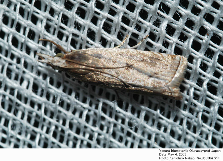 羊*虫様 4枚セット 汚染された三角州/Polluted Delta ONS 羊*虫