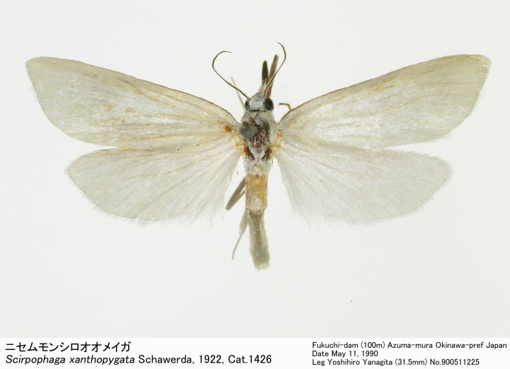 完売 Scirpophaga_xanthopygata_90051 絵画