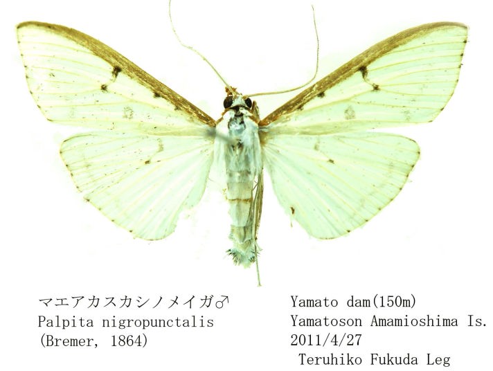✩のこり1✩J1419＃蝶栖烟汀(贝壳银)刺猬家切り売り海外人物