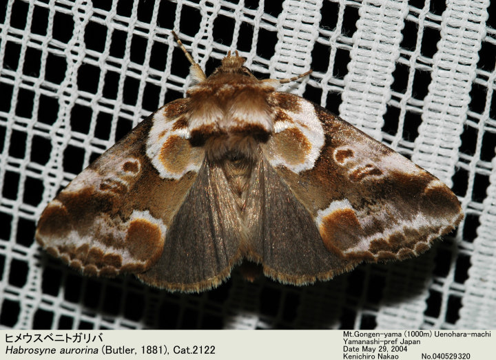 Habrosyne_aurorina_040529320.jpg